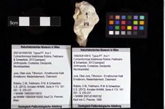 Foto (Objket + Etiketten) von Culmenformosa triastrixosa (Robins, Feldmann & Schweitzer, 2013) 